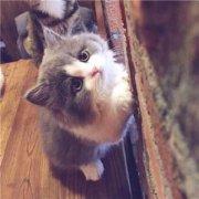 绿藻头君的个人资料头像