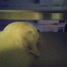 汤pp的个人资料头像