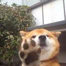 森ByeBye的个人资料头像