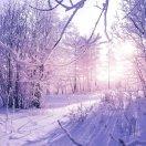 flora就是我的个人资料头像