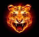 Tigertale的个人资料头像
