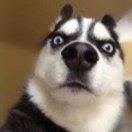 AUCG的个人资料头像