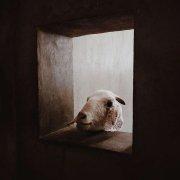 Good_Land的个人资料头像