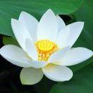 Aileen50556的个人资料头像