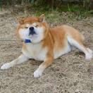 大熊的酱油瓶的个人资料头像