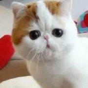 蓝衫潇湘夜雨的个人资料头像