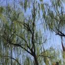 古甬籽的个人资料头像