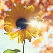 yaowenxu的个人资料头像