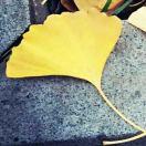 啊乱的个人资料头像