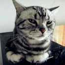 小杜上海的个人资料头像