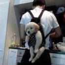 A在掘金52026的个人资料头像