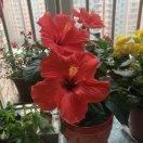 啊培的个人资料头像