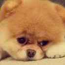 风声爱学习的个人资料头像