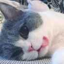 风信子本尊的个人资料头像