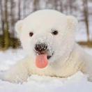 微笑掩饰悲伤的个人资料头像