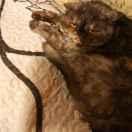 左手微笑本尊的个人资料头像