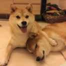 灰大狠的个人资料头像