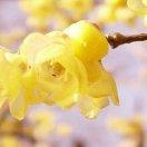 犀首的个人资料头像