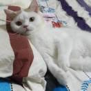 葫芦本尊53464的个人资料头像