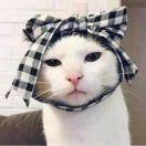 不知明月的个人资料头像