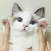 Ariwa的个人资料头像