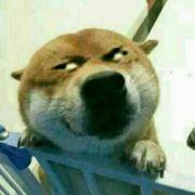 假幸运的个人资料头像