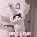 思维逻辑的个人资料头像