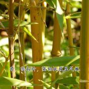 vententzheng的个人资料头像