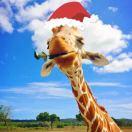 fxc54493的个人资料头像