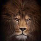 無言同学的个人资料头像