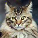 Sunny在掘金54793的个人资料头像