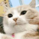 哈皮就是我的个人资料头像