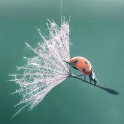 APIKACHULONE的个人资料头像