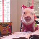 信鸽同志的个人资料头像