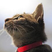 迷思特江的个人资料头像