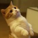 子不语的个人资料头像