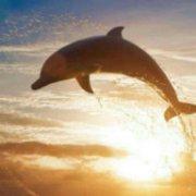 wildvibes的个人资料头像