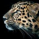 生本尊的个人资料头像