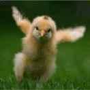 Arrow同志的个人资料头像