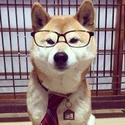 这是一朵柴的个人资料头像