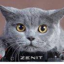 非也非也不想说话的个人资料头像