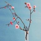 A鹰击长空的个人资料头像