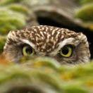 Rowson张珑馨的个人资料头像