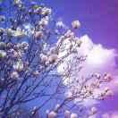 猫猫本尊的个人资料头像