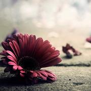 OwenFace的个人资料头像