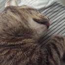 是的的个人资料头像