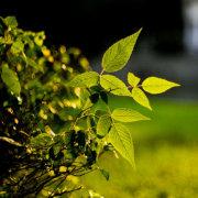 lindasweetgrass的个人资料头像