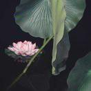 何晖盈和软件悦邻精选的个人资料头像