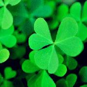 树一样的无耐的个人资料头像