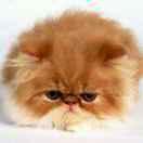 米兰小瓦匠的个人资料头像